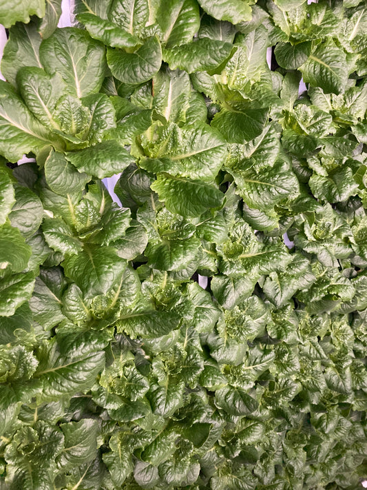 Coastal Star Romaine